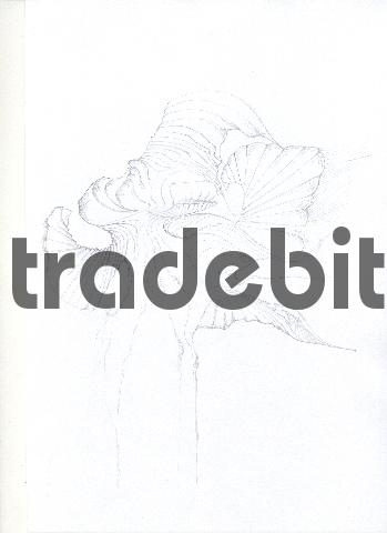 Product picture pencil drawing image04