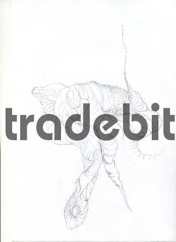 Product picture pencil drawing image06