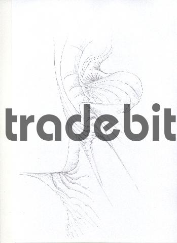 Product picture pencil drawing image09