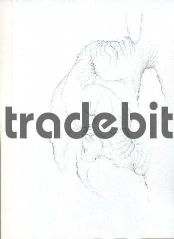 Product picture pencil drawing image17