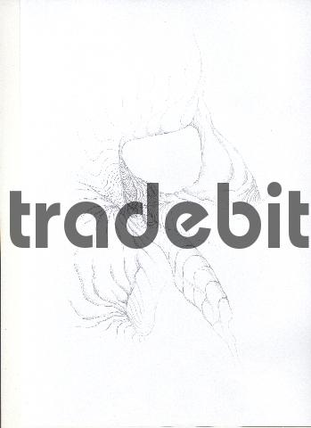 Product picture pencil drawing image27