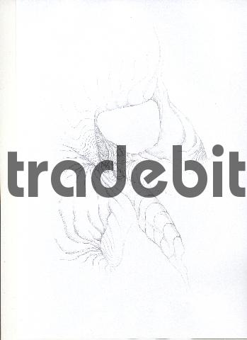 Product picture pencil drawing image28