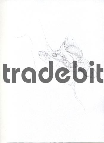 Product picture pencil drawing image30