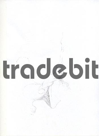 Product picture pencil drawing image38